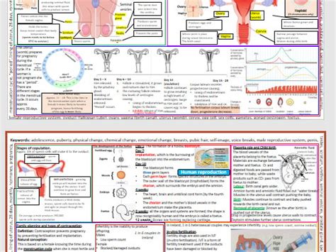 Human Reproduction Teaching Resources Riset