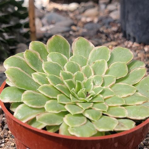 Aeonium 'Emerald Ice' – DesertScapeSucculent