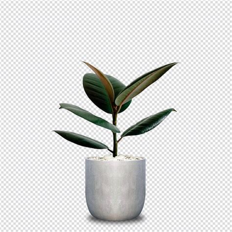 Premium Psd Decorative Plants In Pots