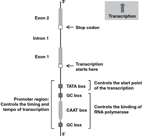 Exons and Introns - Comparative Psychology: Evolution and Development ...