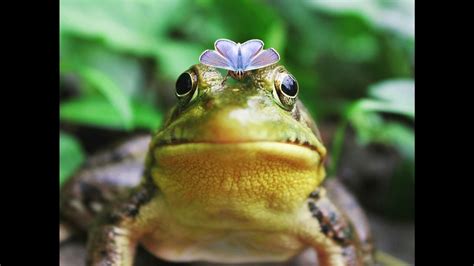 Frog Sound Effect Frogs Croaking Natural Frog Noises Frogs And Their