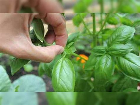 Tulsi Plant Worship At Home Keep This Thing Under Tulsi Plant For Good