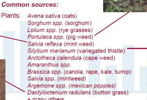 Agronomy Nitrate Selenium Fluoroacetate Flashcards Quizlet