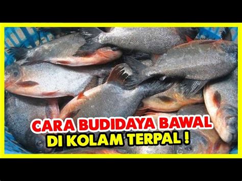 Panduan Lengkap Cara Beternak Ikan Bawal Di Kolam Terpal