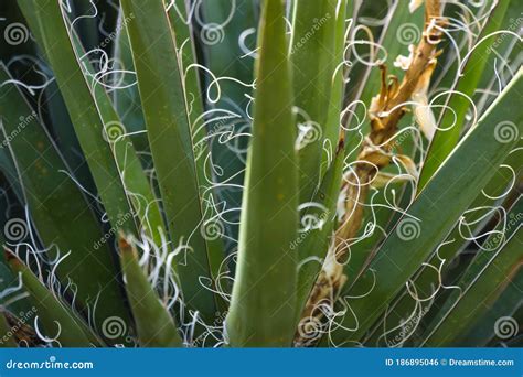 Dessert yucca plant stock photo. Image of great, grow - 186895046