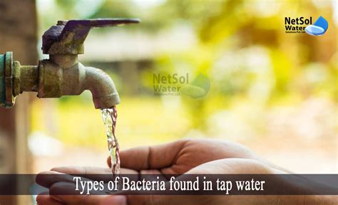 What types of bacteria are present in water? 5 Types