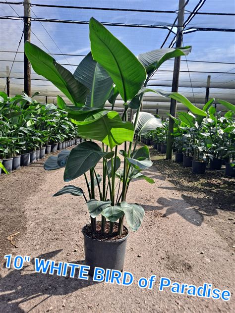 Strelitzia White Bird Premium Tri State Foliage In House