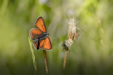 Sommerfugl Lepidoptera Insekt Gratis foto på Pixabay Pixabay