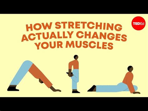 How stretching actually changes your muscles - Malachy McHugh - Videos ...