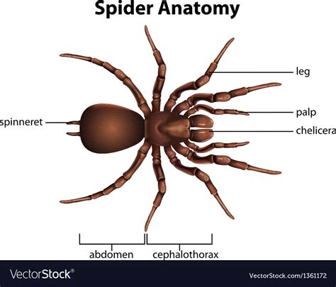 Spider Anatomy For Kids