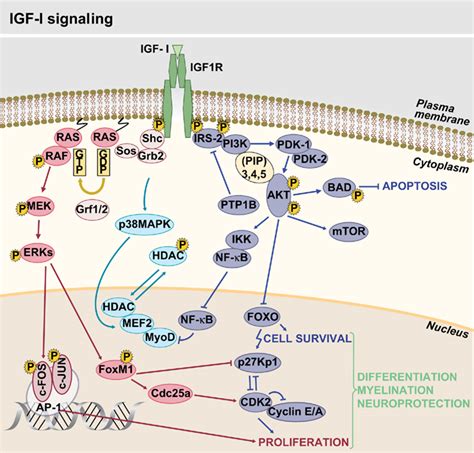 Frontiers The Role Of Insulin Like Growth Factor I In The