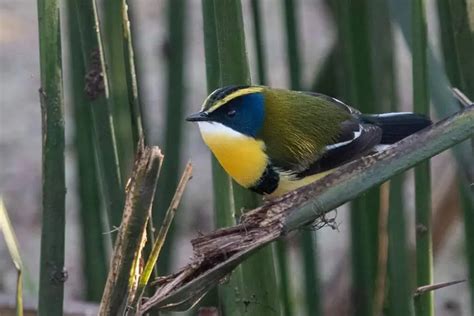 El Ave T Pica De Salta Belleza Natural Y Diversidad Loros Y Guacamayos