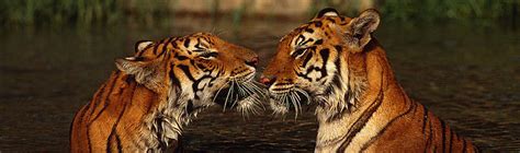 Tigers | WWF-Canada