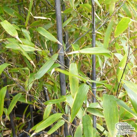 Buy Black Bamboo Plants Phyllostachys Nigra For UK Delivery