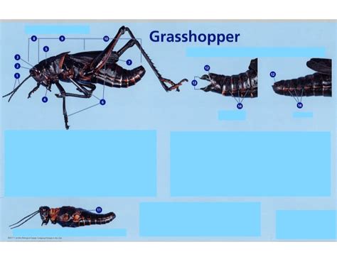 GRASSHOPPER ANATOMY (External) Quiz