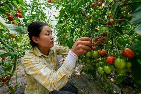 【巩固拓展脱贫攻坚成果同乡村振兴有效衔接·进行时】反季节果蔬产业助推乡村振兴 新闻中心 青海新闻网