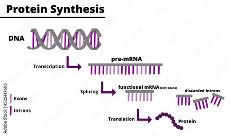 Protein Synthesis Steps Diagram