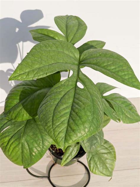 Lg Amydrium Medium Silver Plant Excellent Specimens Kens Rare Plant