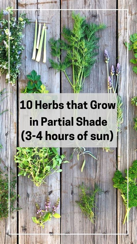 10 Herbs That Grow In Partial Shade Shade Plants Container Gardening