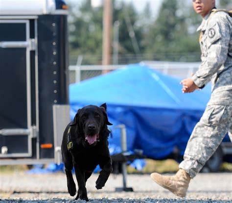 Dvids News Military Working Dogs Get Put To The Test