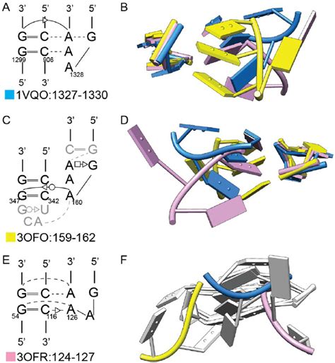 Three Distinct Three Dimensional Structures Formed By A Gaaa Tetraloop