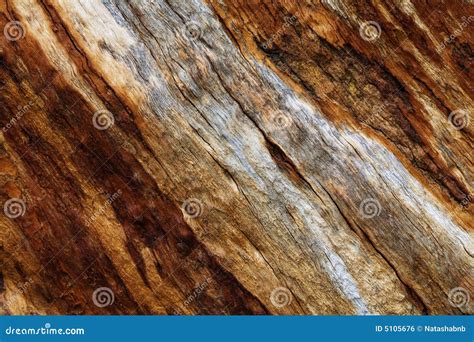 Bark Texture Of A Tree Native To The Brazilian Cerrado Royalty Free