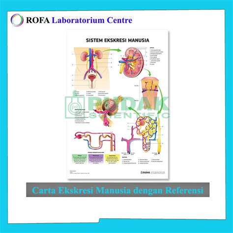 Jual Carta Ekskresi Manusia Dengan Referensi Carta Biologi Carta