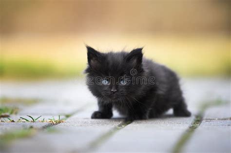 Curious Black Maine Coon Kitten Posing Outdoors Stock Photo Image Of