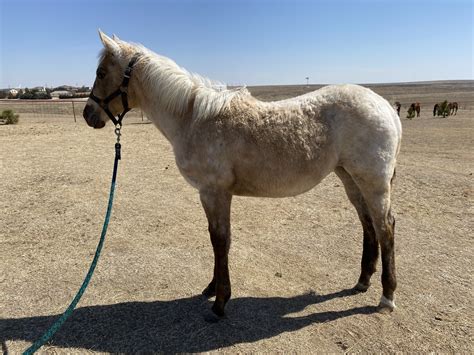 2021 AQHA Filly