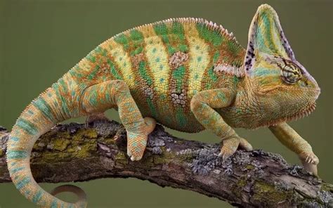 11 Types Of Chameleons That Make The Best Pets