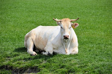 Toro blanco Stock de Foto gratis - Public Domain Pictures