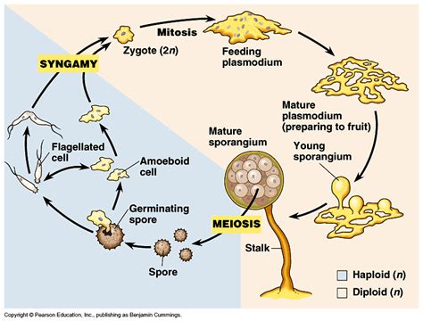 UWL Website | Fungi, Slime mould, Plant science