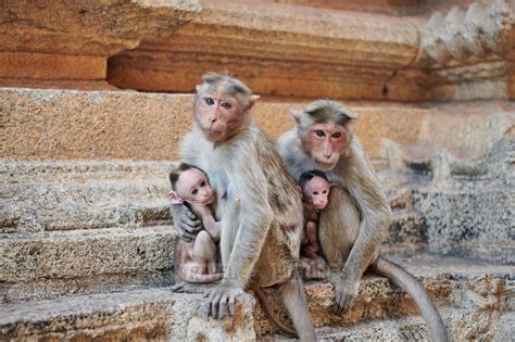 Travel4pictures Temple Monkeys Of Hampi 02 2019