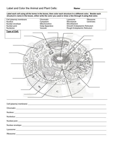 Printable Cell Worksheets Labeling A Cell Worksheet In 2020 Cells