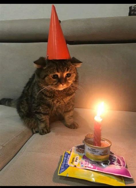 Angry Cats In Birthday Hats