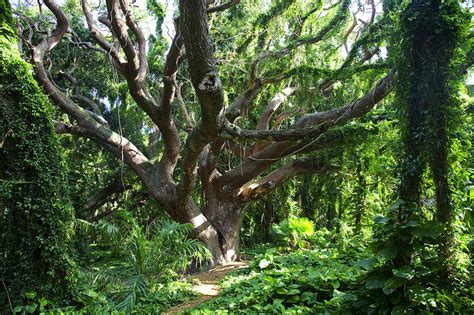 Vine Covered Tree Photograph By Jenna Szerlag Pixels