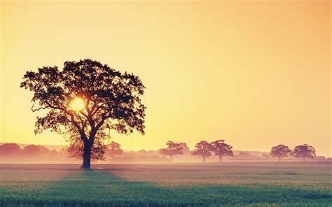 Tree Sunrise Wallpapers - Top Free Tree Sunrise Backgrounds ...