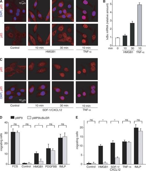 Nf B Activation Is Required For Mesoangioblast Migration Toward Hmgb