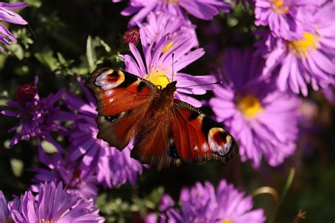 Peacock Vlinder Paarse Bloemen Gratis Foto Op Pixabay