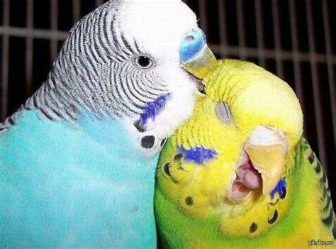 Попугаичья любовь | Пикабу