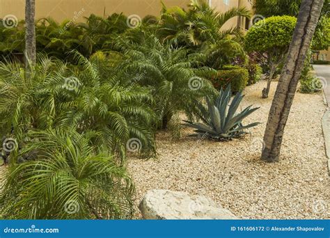 Wonderful Green Plants. Nature Landscape of Aruba Island Stock Photo ...