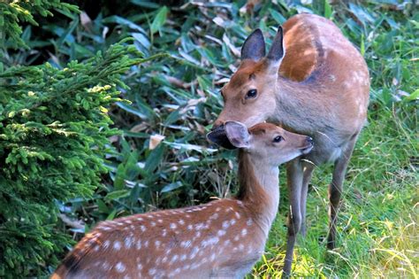 Wildlife In Japan