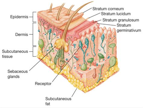 Skin Anatomy Copy And Paste Tb Text Flashcards Quizlet