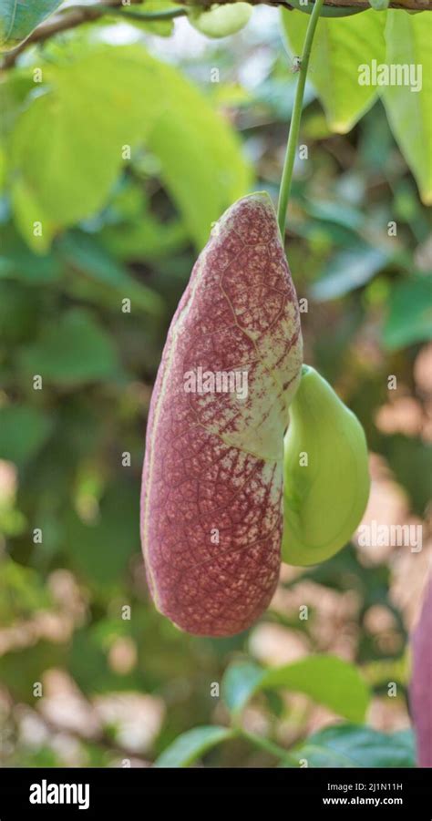 Flowers Of Aristolochia Littoralis Calico Flower Dutchmans Pipe Etc