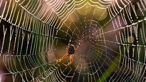 ¿por Qué La Tela De Araña Es Uno De Los Materiales Más Resistentes De