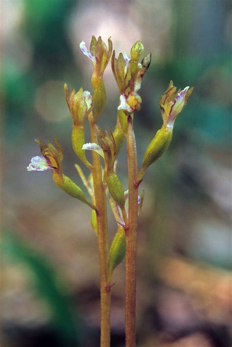 Corallorhiza Odontorhiza Autumn Coralroot Orchid Flower Flickr