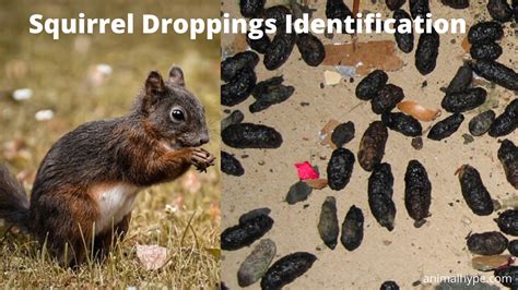 What Does Squirrel Poop Look Like? Squirrel Droppings Identification ...