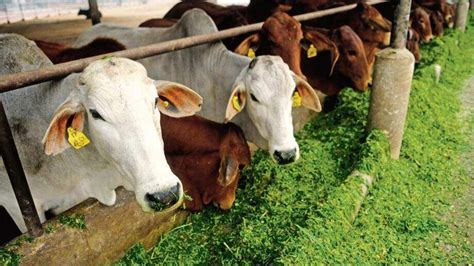 Cattle Trade And Livestock Farming In India Get A Touch Of AI IoT Mint