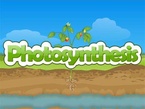 Plants and Photosynthesis | Teaching Resources