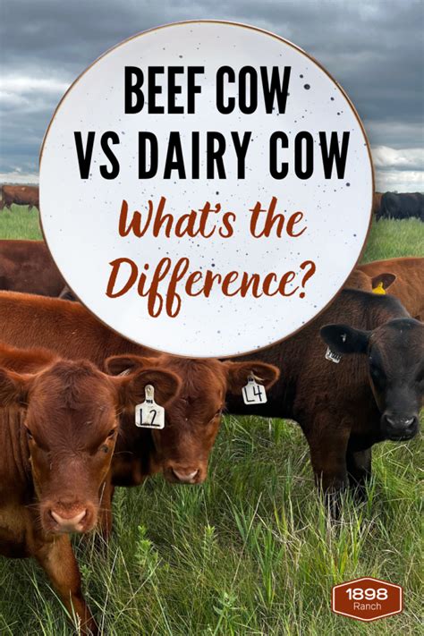 Dairy Cow vs Beef Cow: The Difference Between These Cattle